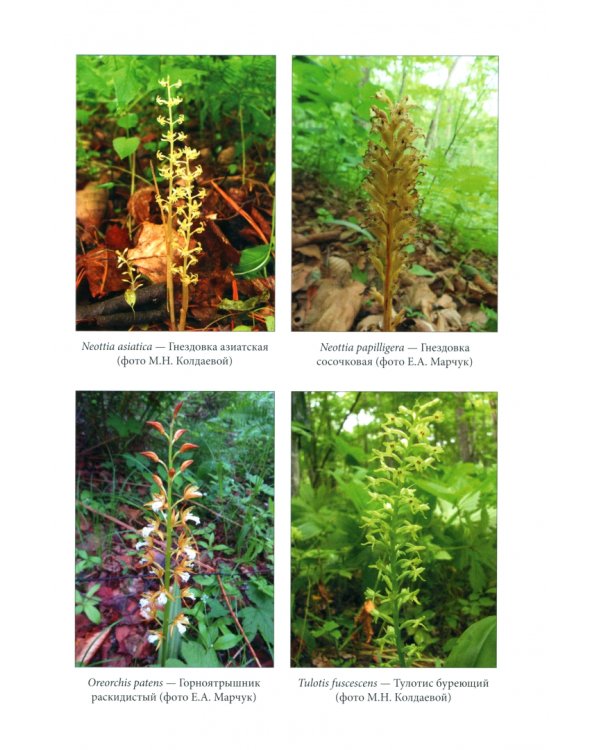 Флора национального парка «Земля леопарда» (сосудистые растения)