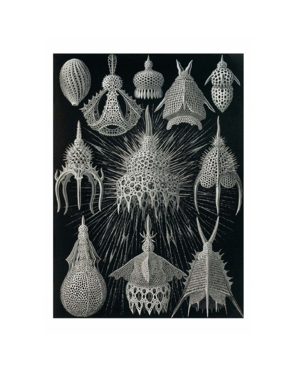 Набор открыток. Красота форм в природе