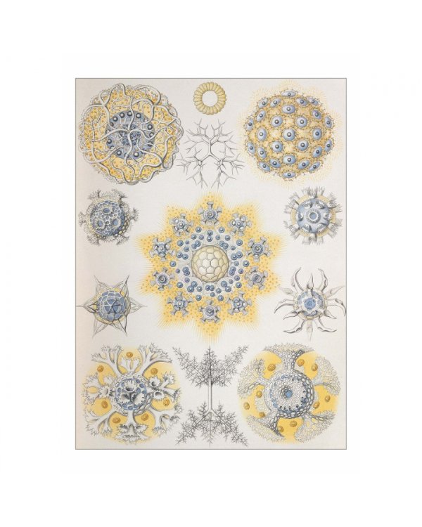 Набор открыток. Красота форм в природе