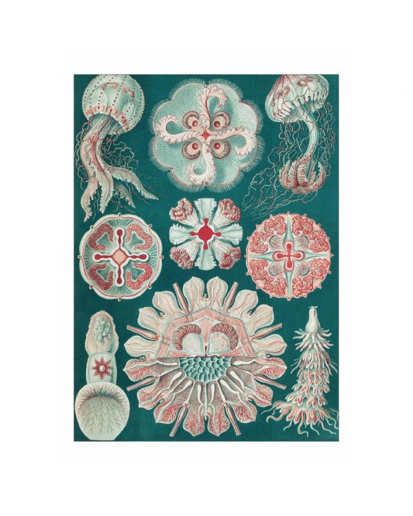 Набор открыток. Красота форм в природе