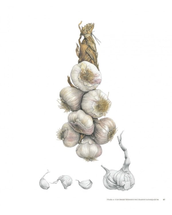 Ботаническая иллюстрация цветными карандашами. Пошаговое руководство