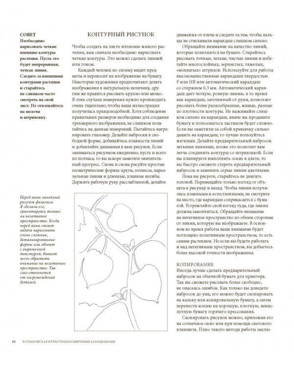 Ботаническая иллюстрация цветными карандашами. Пошаговое руководство