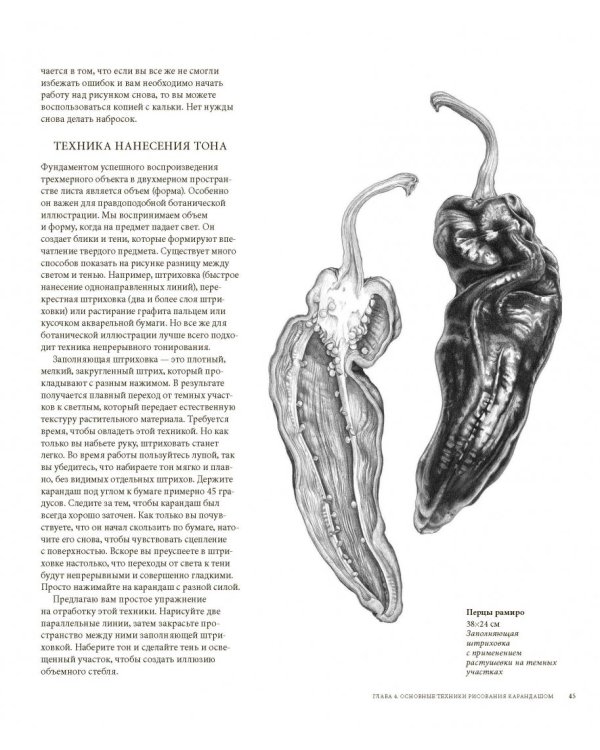 Ботаническая иллюстрация цветными карандашами. Пошаговое руководство