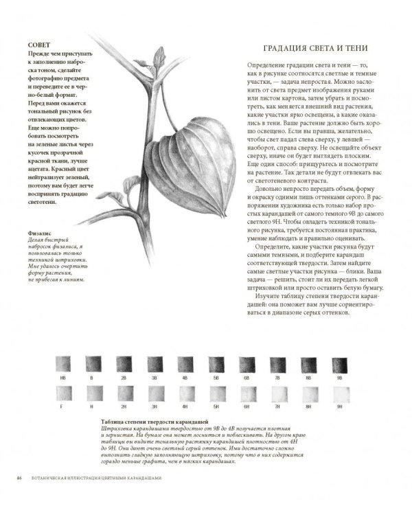 Ботаническая иллюстрация цветными карандашами. Пошаговое руководство