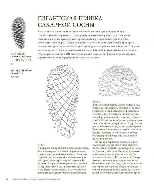 Ботаническая иллюстрация цветными карандашами. Пошаговое руководство
