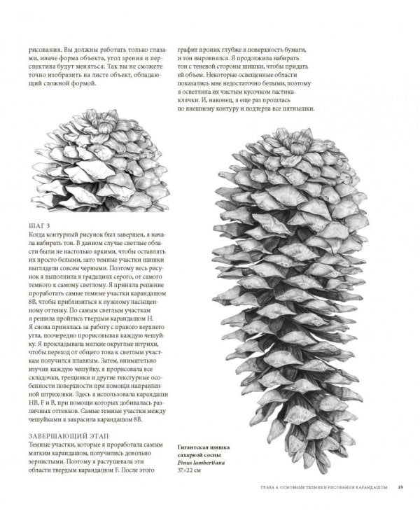 Ботаническая иллюстрация цветными карандашами. Пошаговое руководство
