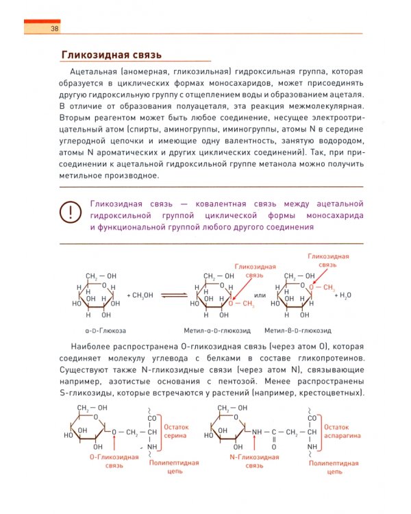 Биохимия человека. Обмен углеводов. Учебное пособие