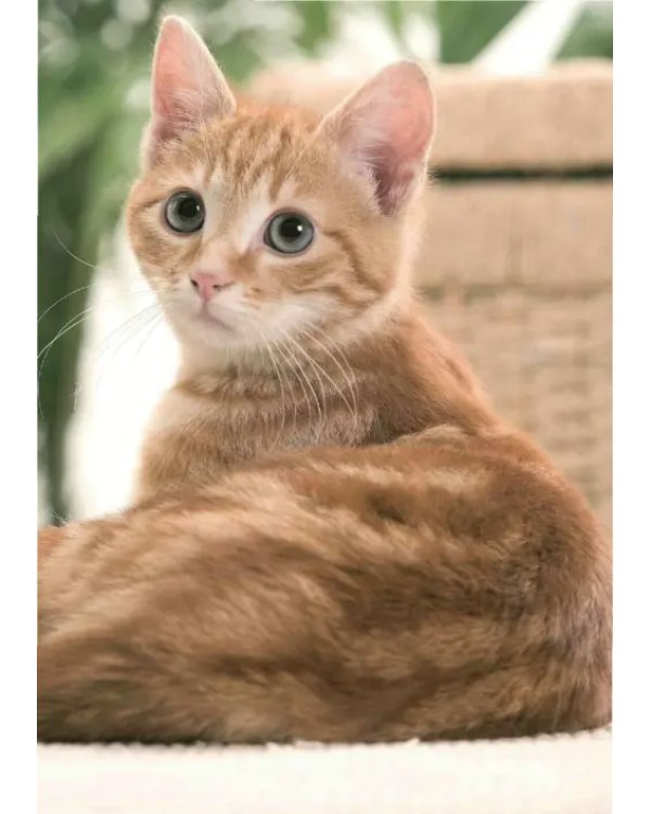 Счастливая кошка у вас дома. Здоровье, среда обитания, повседневные занятия...