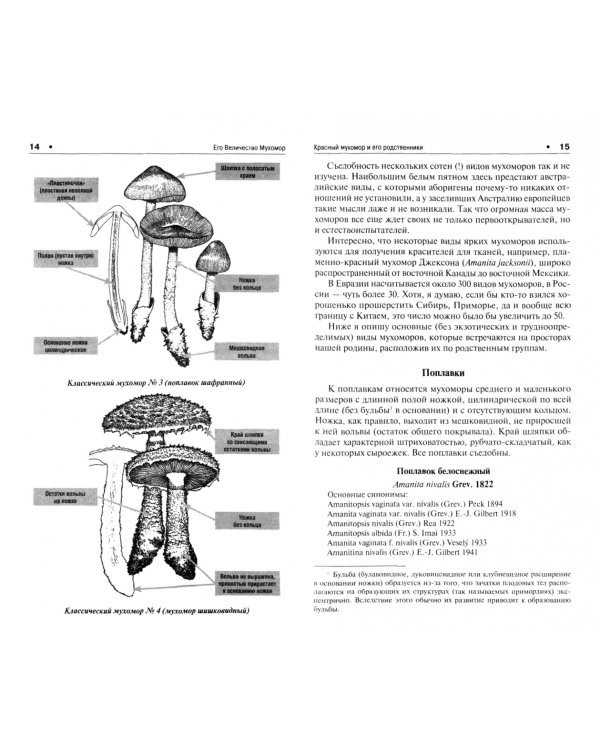 Его Величество Мухомор