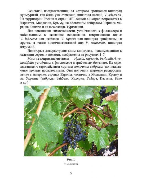 Частное плодоводство. Виноград. Учебное пособие