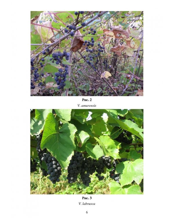 Частное плодоводство. Виноград. Учебное пособие