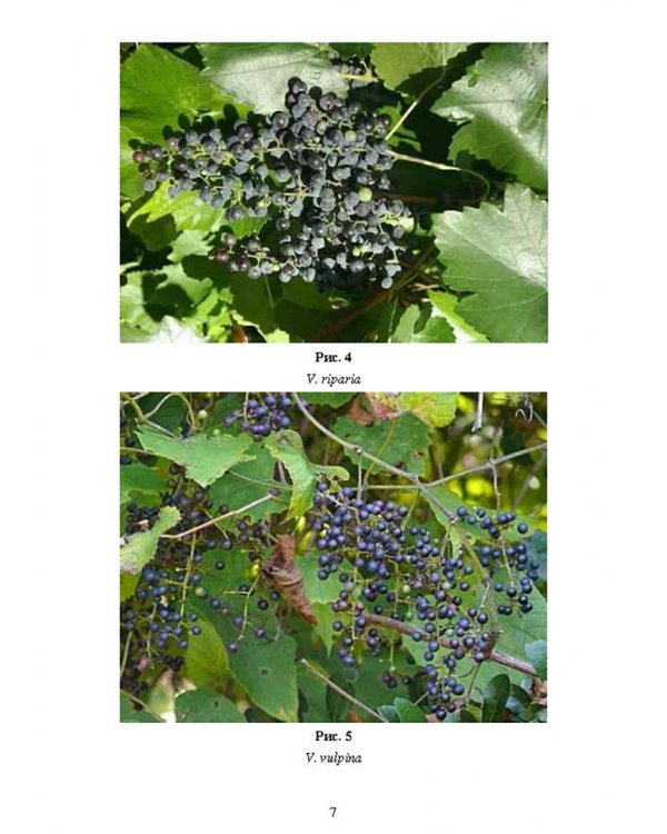 Частное плодоводство. Виноград. Учебное пособие