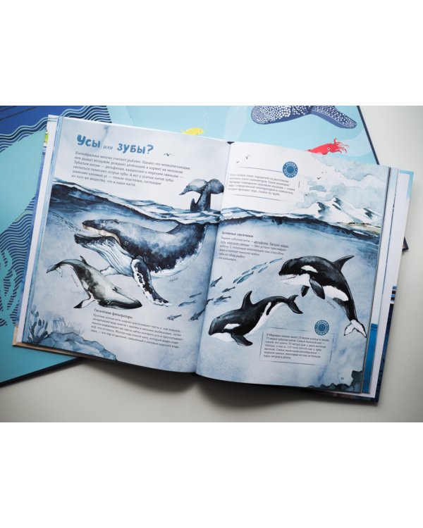 Море. И море фактов о нём