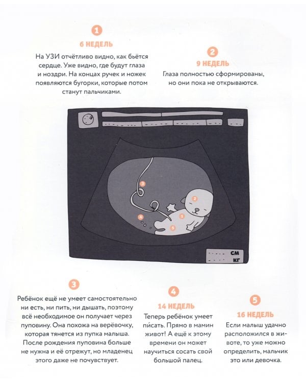 У меня будет братик или сестрёнка