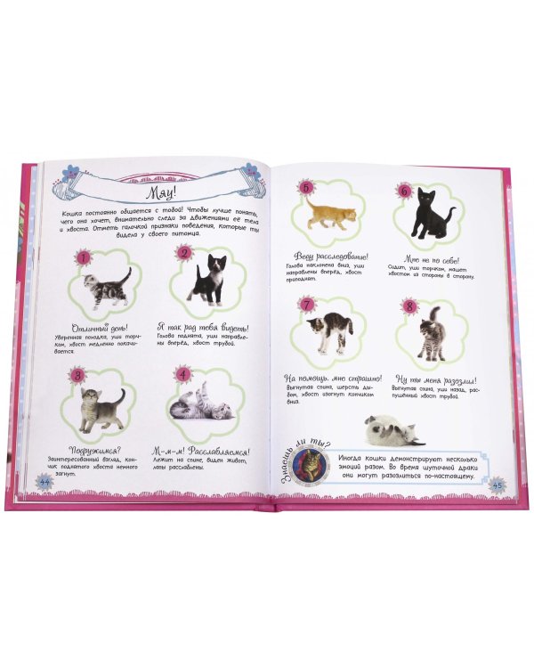 Какие лапочки! Котята