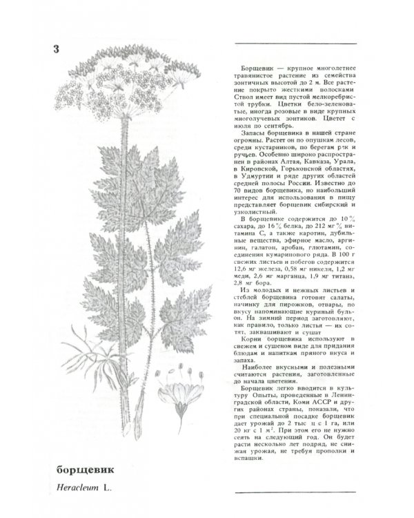 Дикорастущие съедобные растения в нашем питании