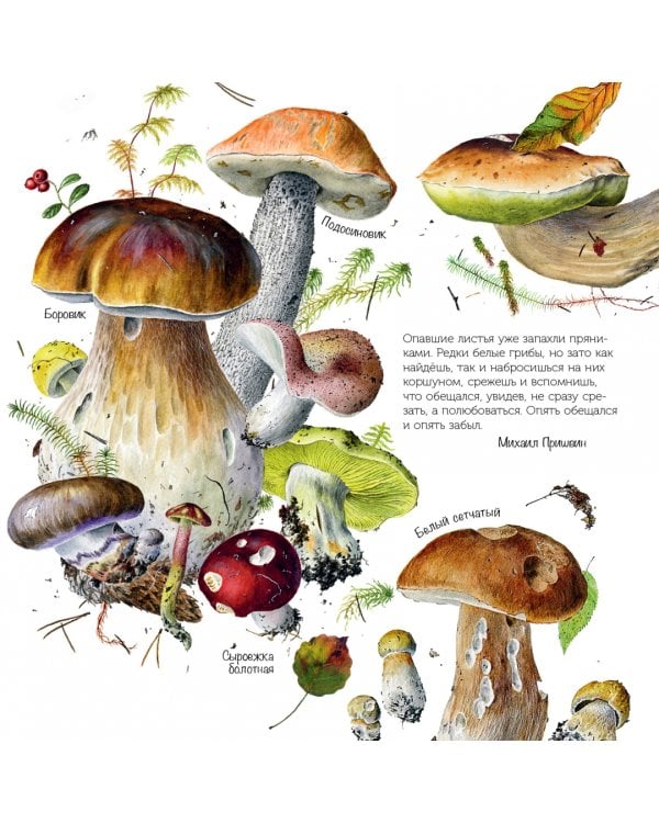 Грибы. Календарь на 2023 год