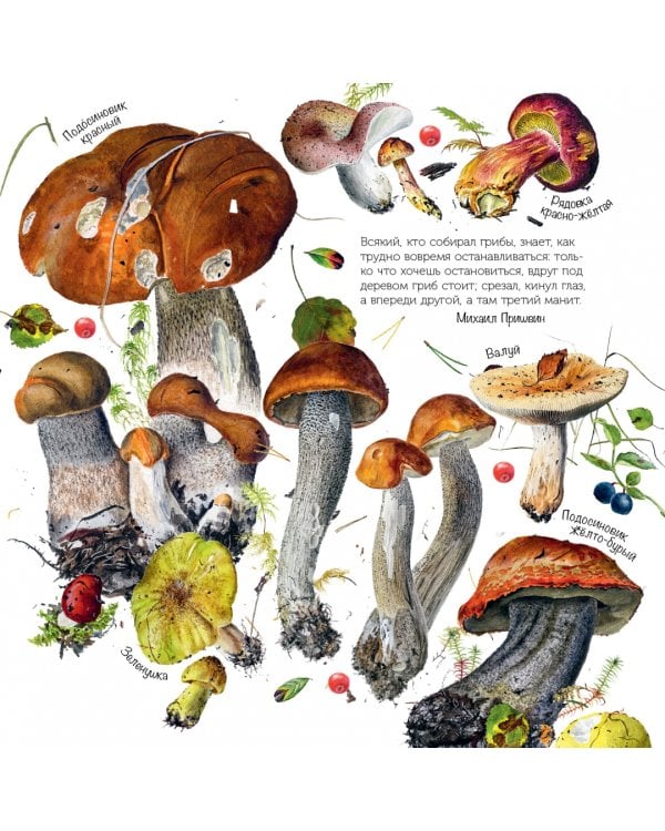 Грибы. Календарь на 2023 год