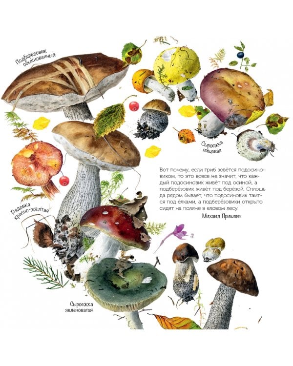 Грибы. Календарь на 2023 год