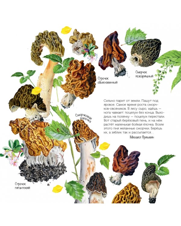 Грибы. Календарь на 2023 год