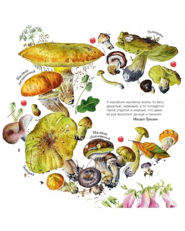 Грибы. Календарь на 2023 год