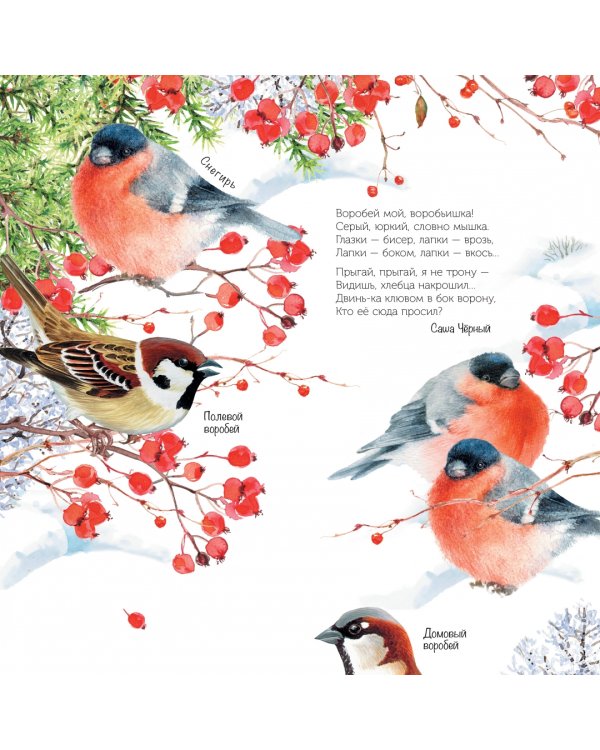 Птицы мира. Календарь для детей с голосами птиц 2023 год