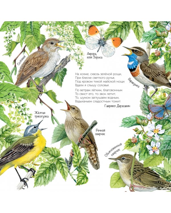 Птицы мира. Календарь для детей с голосами птиц 2023 год