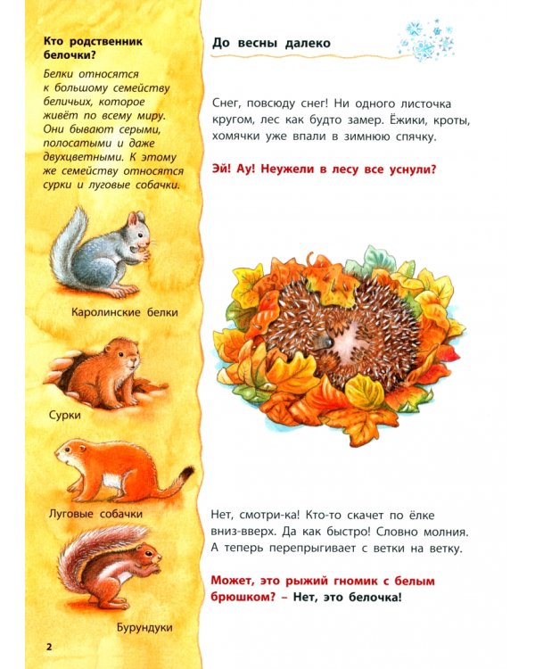 Как живёт белочка. Познавательные истории