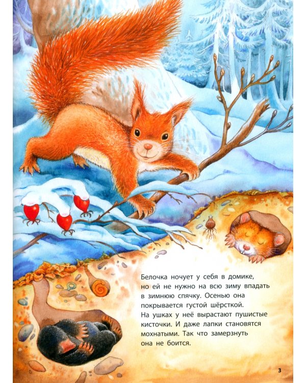 Как живёт белочка. Познавательные истории