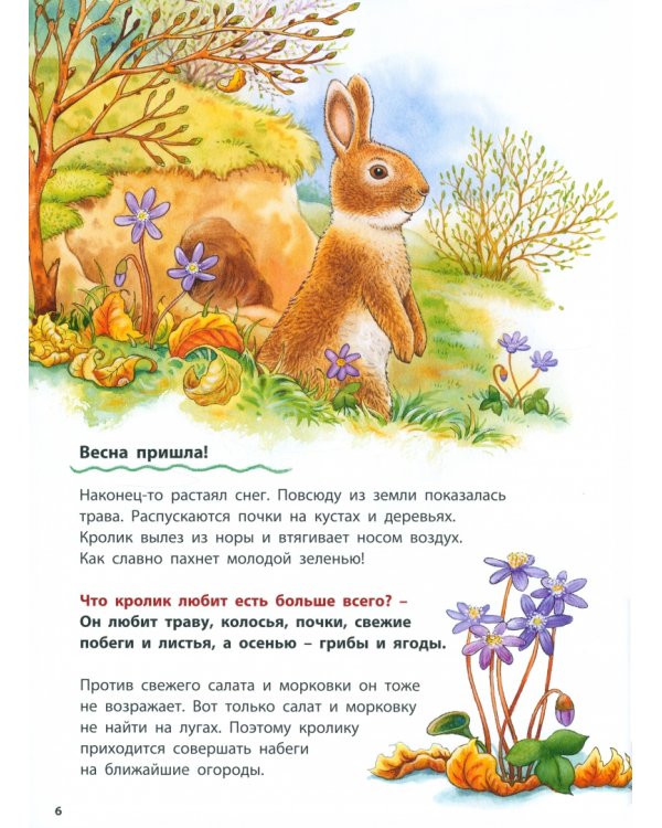 Как живут кролики и зайцы. Познавательные истории