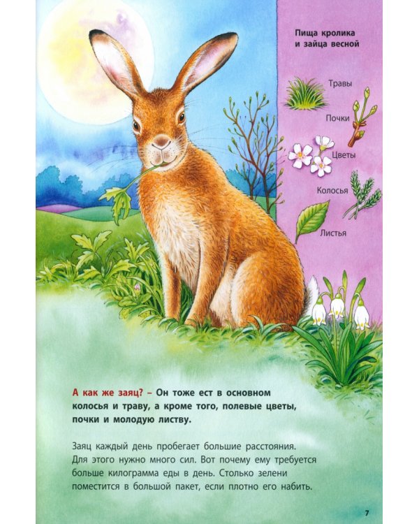 Как живут кролики и зайцы. Познавательные истории