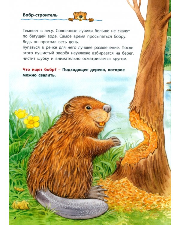 Бобры и другие речные жители. Познавательные истории