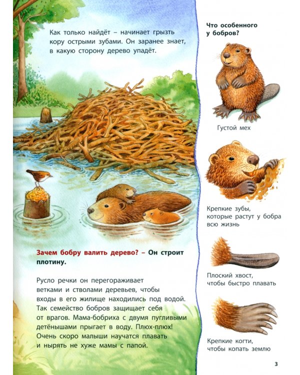 Бобры и другие речные жители. Познавательные истории