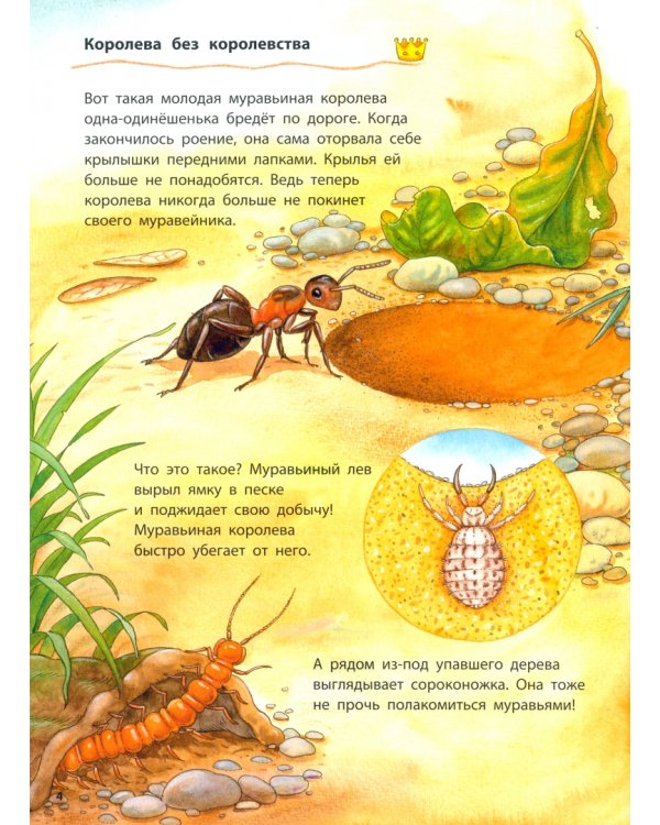 Где живёт муравьишка. Познавательные истории