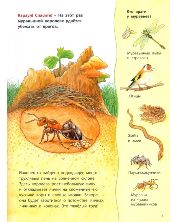 Где живёт муравьишка. Познавательные истории