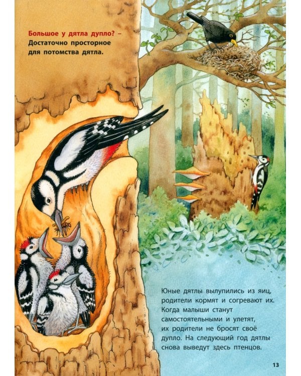 Животные-строители. Познавательные истории