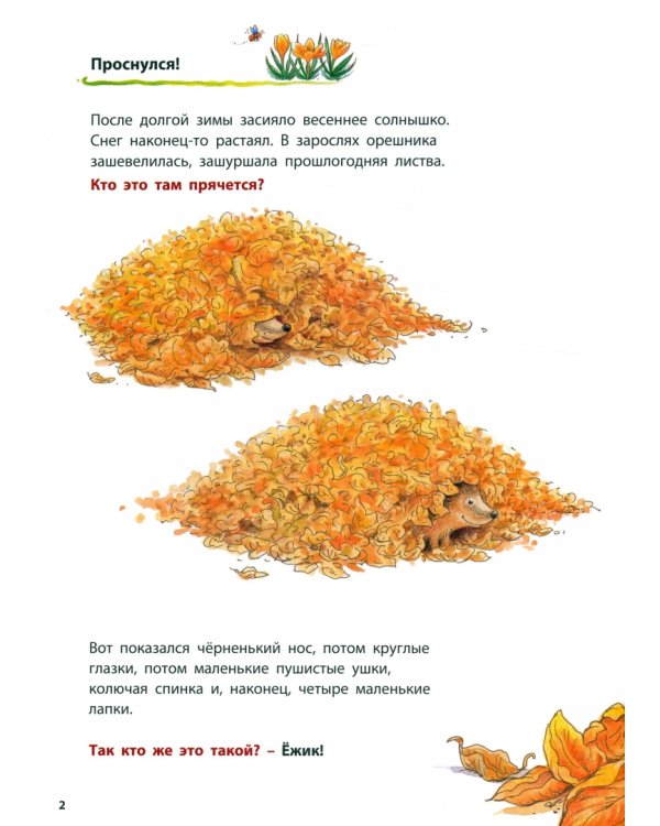 Как живут ёжики. Познавательные истории
