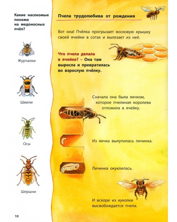 Лягушонок и его соседи. Познавательные истории
