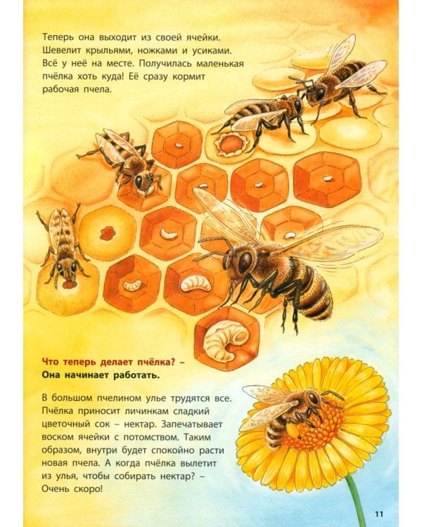 Лягушонок и его соседи. Познавательные истории