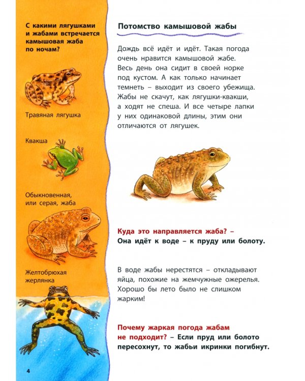 Совы и другие ночные животные. Познавательные истории