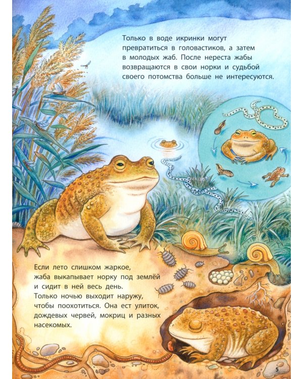 Совы и другие ночные животные. Познавательные истории