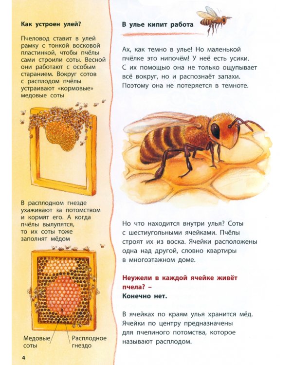 Как живёт пчёлка. Познавательные истории