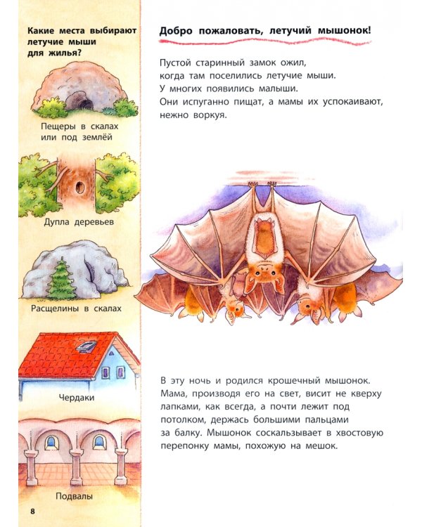 Куда летит летучая мышь? Познавательные истории