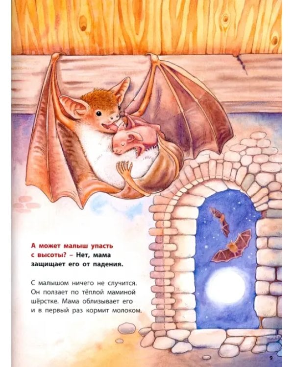 Куда летит летучая мышь? Познавательные истории