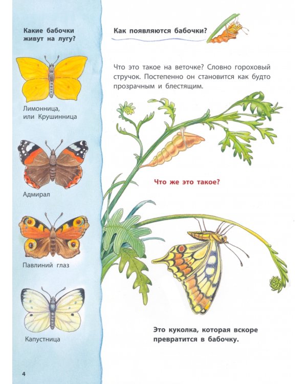 Божья коровка и другие обитатели луга. Познавательные истории