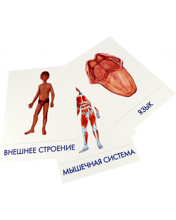 Дидактические карточки Как устроен человек?