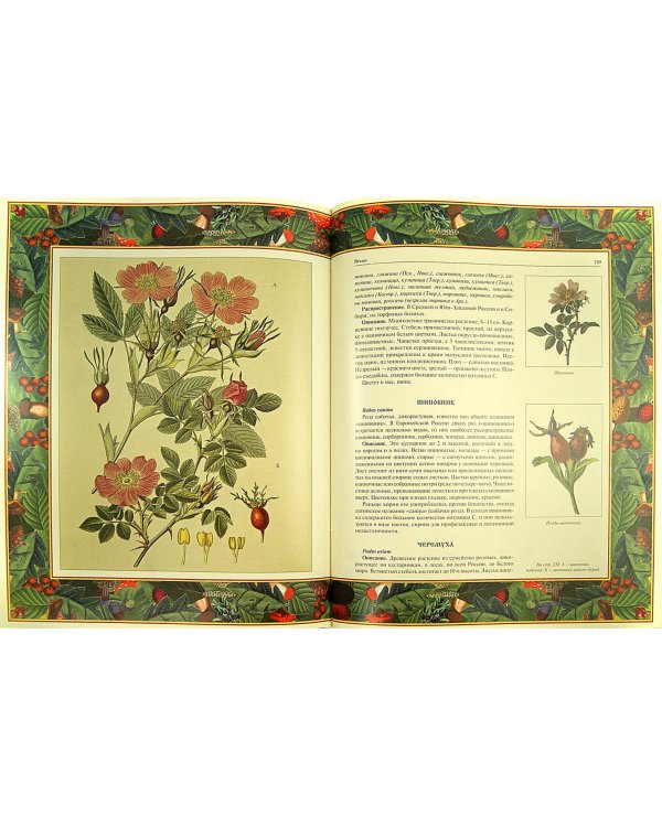 Русский лес. Грибы и ягоды (в футляре)