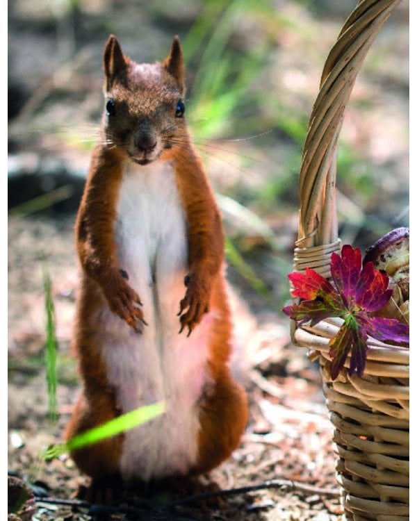 Вкусный год. Чудесные пироги, десерты и закуски с вареньями и маринадами