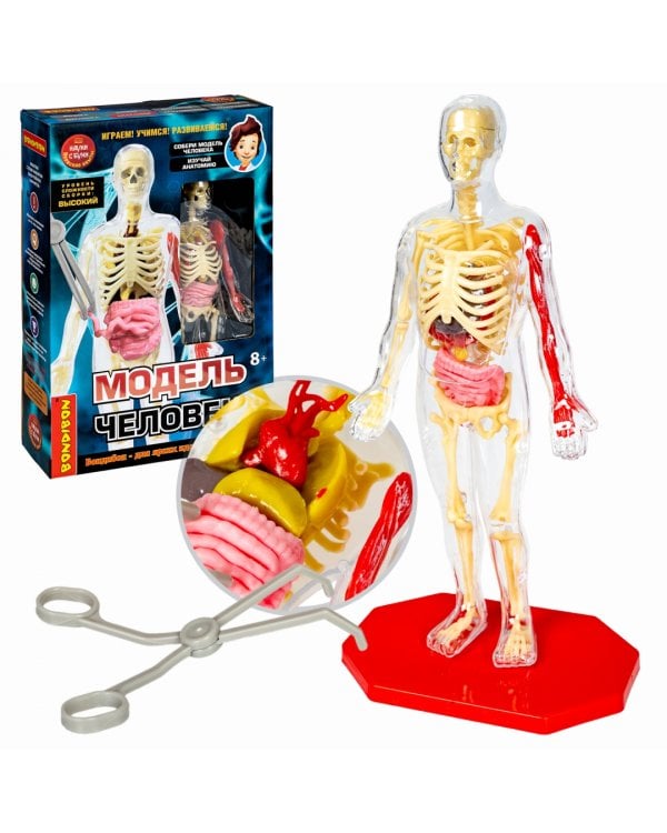 Набор для опытов. Модель человека