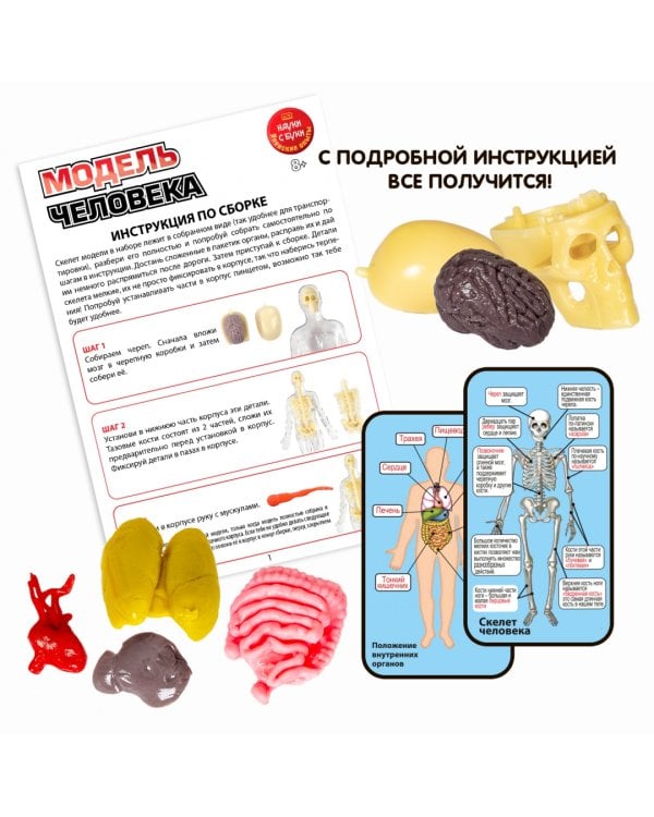 Набор для опытов. Модель человека